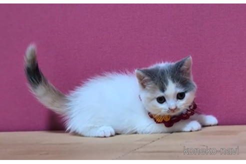 成約済の東京都のスコティッシュフォールド-100749の3枚目